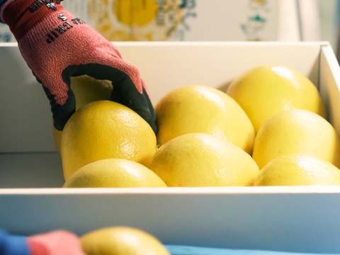 2027年予約【土佐文旦家庭用大玉6玉4-5L】数量限定！日本で一番みかんと暮らしてる私たちにお任せください！