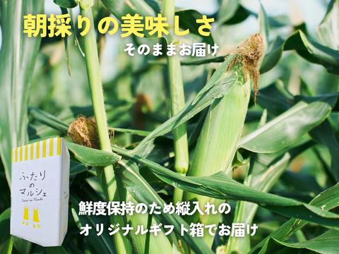 【朝採れ極甘スイートコーン】「恵味ゴールド」6本　//先行予約/2026年7月下旬より発送//