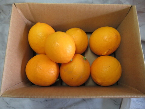お菓子作りで違いがわかる「マイヤーレモン」1㎏　静岡県から産地直送
