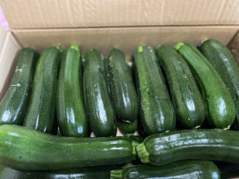群馬県東吾妻町産【訳あり】ズッキーニ　8kg