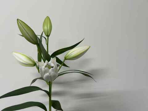 【食べチョク初登場】無花粉オリエンタルユリ5本リバーシリーズmix※10/1~10/7着までの期間限定商品です。数量限定商品