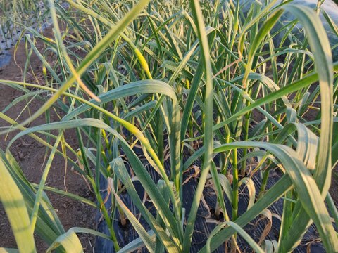 ✨希少！国産ニンニクの芽　約1kg✨採れたて直送｜やわらかく甘い春のごちそう🥬農薬・化成肥料不使用✨