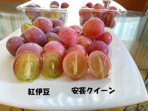 【限定40セット】赤いぶどう食べ比べ　安芸クイーン・紅伊豆　粒々パック　合計８００g
