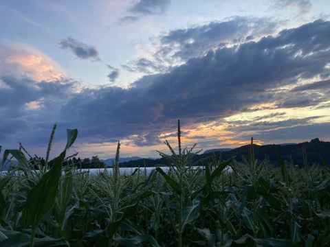 訳ありお得(^^)品種おまかせ【ピュアホワイト】【恵ゴールド】3kg