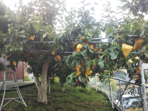 幸水梨 6～8玉 2.5ｋｇ