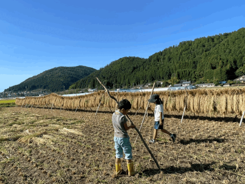 貴重な天日干し！京都府南丹市産「ササニシキ」玄米５kg（栽培期間中農薬不使用）