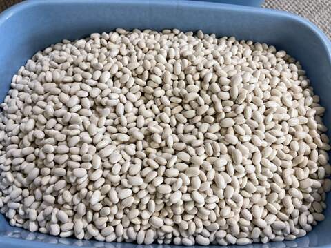 肥料・農薬不使用の自然17年の銀手亡　4ｋｇ