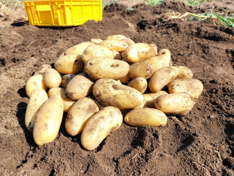 【冷蔵便】じゃがいも（シンシア）3ｋｇ【農薬・化学肥料不使用】