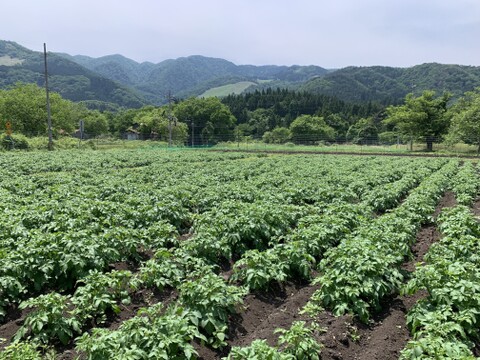 【１人１回だけの特別品】　兵庫県但馬産新じゃが！　《きたあかり　箱入２kg》
【父の日ギフト】