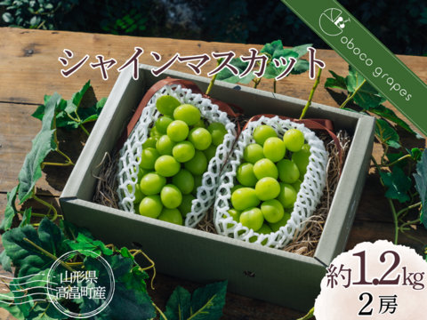 パリッとジューシー！香り弾ける！『シャインマスカット』（２房/合計約１.２kg）【贈答・ご褒美】