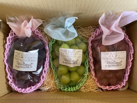 【先行予約】【9月中旬からお届け:1kg以上！】シャインマスカット&おまかせ品種詰め合わせ 1.5kg箱