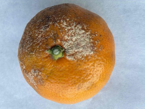 農薬・化学肥料不使用　小田原の規格外品　ミカン　(5㎏)