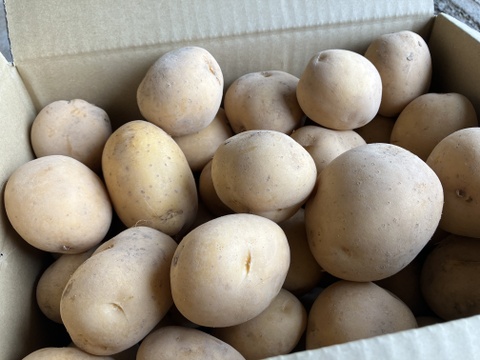 【鹿児島発❗️新じゃが‼️】インカのめざめ(5kg)