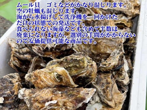 5kg 海から水揚げしたままの牡蠣【要説明確認】生食用 ムール貝 アカザラガイ 手間のかかる牡蠣です 生牡蠣 牡蛎 kaki oyster 松島牡蠣屋 かき カキ 半分程度は不要なゴミが出ます BBQ