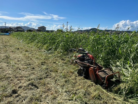 農薬、化学肥料無使用！安納芋/ふぞろい５ｋｇ【さつまいもの王様】※規格外品