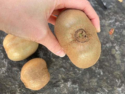 【約8.8㎏（箱込）】おうちで追熟！食べ頃を一緒に待つキウイ　家庭用