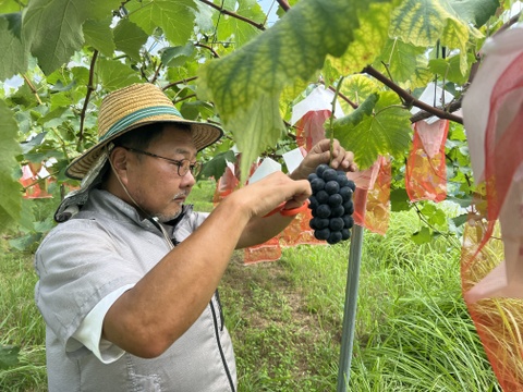 クイーンセブン – 一粒でスイーツ級、驚きの甘さの赤ぶどう