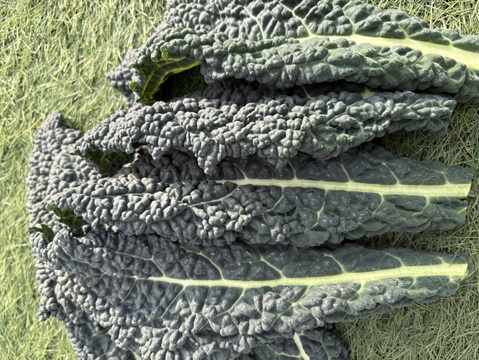 カーボロネロ(黒キャベツ)