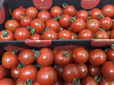 【特別栽培農産物の取得】ソムリエミニトマト　ダイヤ１.５ｋｇ