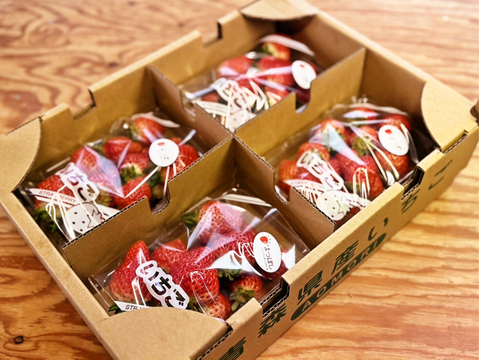 直売所でも大人気！「よつぼし」1kg (レギュラーパック 250g×4p）青森県産いちご 甘味・酸味のバランスが絶妙な希少品種