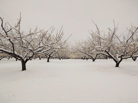 収穫当日に発送！青梅の代表格「白加賀」1kg