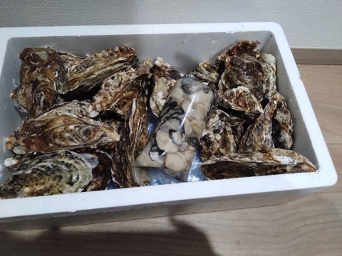 【水産庁補助事業 送料無料】剥き身セット🚚2.3kg 予約販売 【1/7～発送スタート】生牡蠣🦪生食用むき身300g+殻付き牡蠣普通サイズ ２kg（目安12-32個）松島牡蠣屋 C