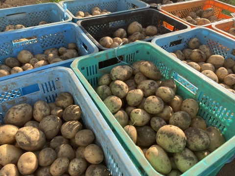 【ほくほく】熊本県産　じゃがいも（オホーツク）　２kg　特別栽培農産物