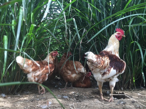 自然豊かな向津具半島・放し飼い有精卵２４個　一羽あたり六畳の超低密度飼育　自家製発酵飼料・名水百選湧水