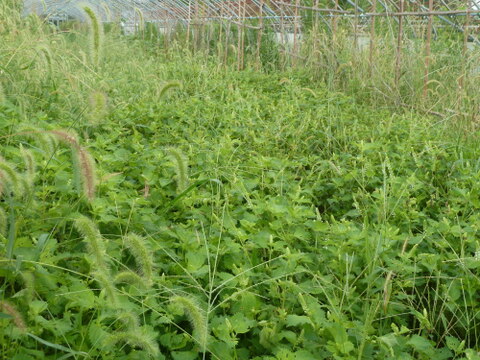 【期間・数量限定】今が旬！　紫蘇の実（穂茎）　500g