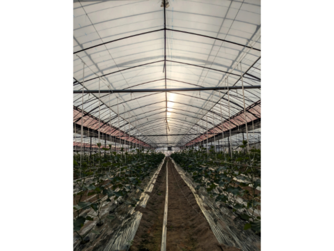 野菜イヤイヤ卒業！？　げんきゅうり　2.2㎏（20本程度）　子どもがパクパク！朝採れトゲシャキおかっぱ農園直送