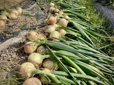 ほとんど出回らない！淡路島玉ねぎ農薬化学肥料不使用！『七宝早生』５kg