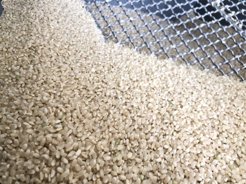 奥養老産コシヒカリ5kg【令和6年産】