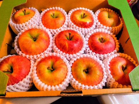 約3kg  葉取らず 高徳 (こうとく)贈答用 りんご リンゴ 山形県朝日町産