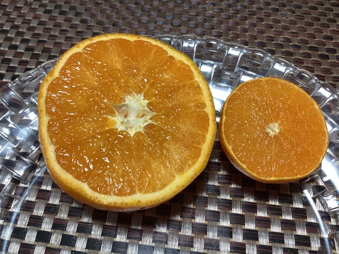 むっちむち貫禄　せとか数量が限られるのでお得意様限定！のこり３
すぐ発送】】せとか1.5kg小粒今食べごろいつもの石野水産ルール同梱もどうぞ！！常温品は送料同じ！クールは４４０円からになるかと。