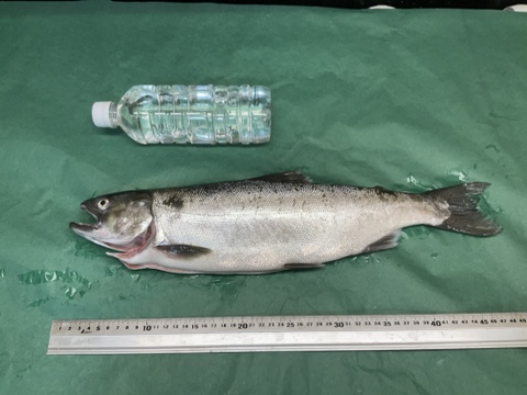 【琵琶湖の至宝】琵琶鱒/ビワマス/淡水鱒の最上美味/中サイズ/1.0~1.5kg/1匹【生】【冷蔵】【水揚げ発送】