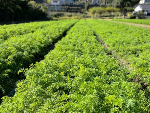 農薬・化学肥料不使用！金美人参5kg