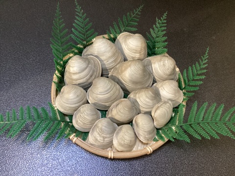 【10セット限定】村政丸スペシャル ホンビノス貝　極み