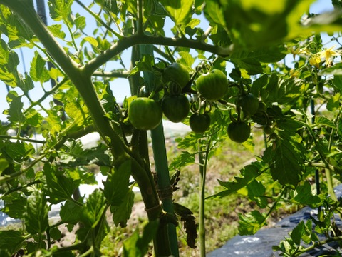 〘【自然栽培初物！！秋の野菜セット鶴首かぼちゃ・さつまいも・ニンニク・唐辛子】〙5500円固定種 在来種 ！!おまかせ野菜セット無肥料 農薬不使用 80サイズ【5キロ前後】　内容は時期により異なります