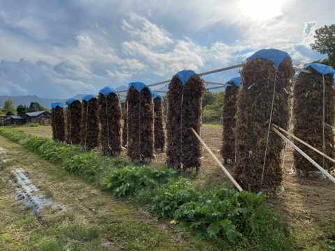 肥料不使用・農薬不使用の自然１９年の大豆　4ｋｇ