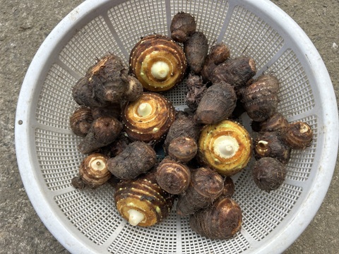 ホクホク旨い！味が濃い！無洗白芽里芋2kg