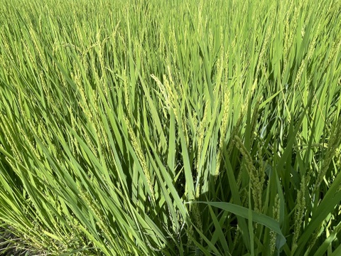 【令和7年産新米】「丹波ひかみ米　コシヒカリ」（精米4.5ｋｇ）