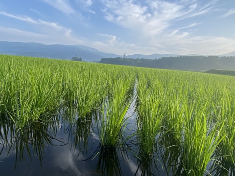 【令和7年度産】完全農薬不使用・化学肥料不使用・動物性堆肥不使用。天日乾燥。うるち米 玄米（コシヒカリ）5kg