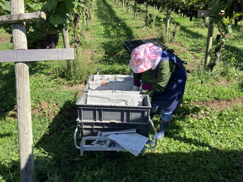 最高糖度２２度超のぶどう青森県鶴田町産「スチューベン」（特秀・２Kg）