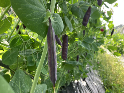 さやが紫！？ 紫えんどう豆 ツタンカーメン(3㎏)お買い得品です♪