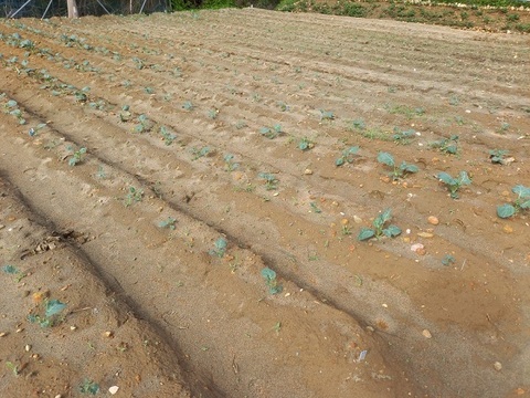 農薬未使用！春を告げる浜松産ブロッコリー🌱約1ｋｇ　脇蕾　60サイズ