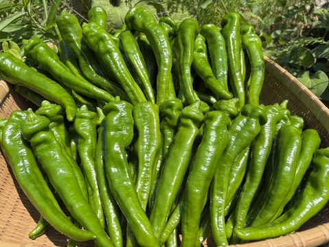 舞鶴特産品【万願寺とうがらし】超逸品　甘くて肉厚!! 農薬化学肥料不使用 １ｋｇ