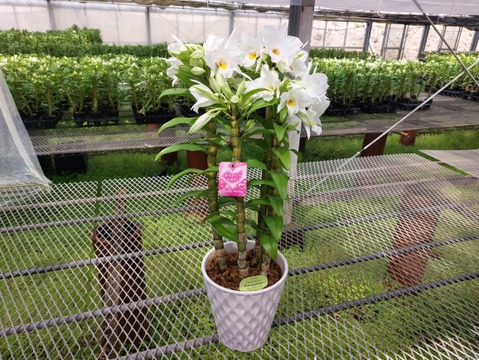 【母の日ギフト】夏の蘭“フォーミディブル〟4本立