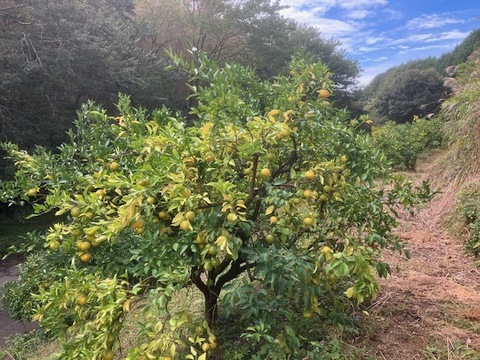 春告げ採り！春見3.5㎏！プチっと粒甘食感！