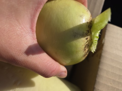 【同梱発送】自然栽培大根×ネギ