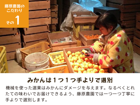 YN26（みかん）家庭用5kg｜和歌山で生まれた温州みかんの有望品種を産地直送でお届け